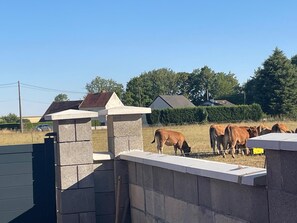 A rural landscape with a gated area, cows, and houses in the background.