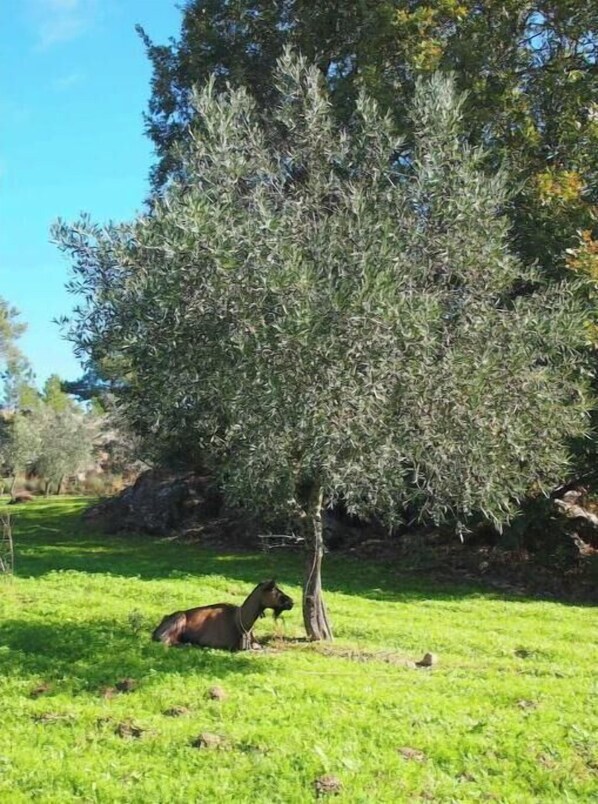 Miscellaneous - Vrbo Property (Distrito da Guarda)