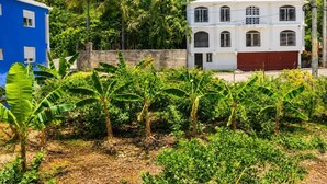 Un barrio residencial con dos casas, una azul y otra blanca, rodeado de abundante vegetación y plantas de banano.