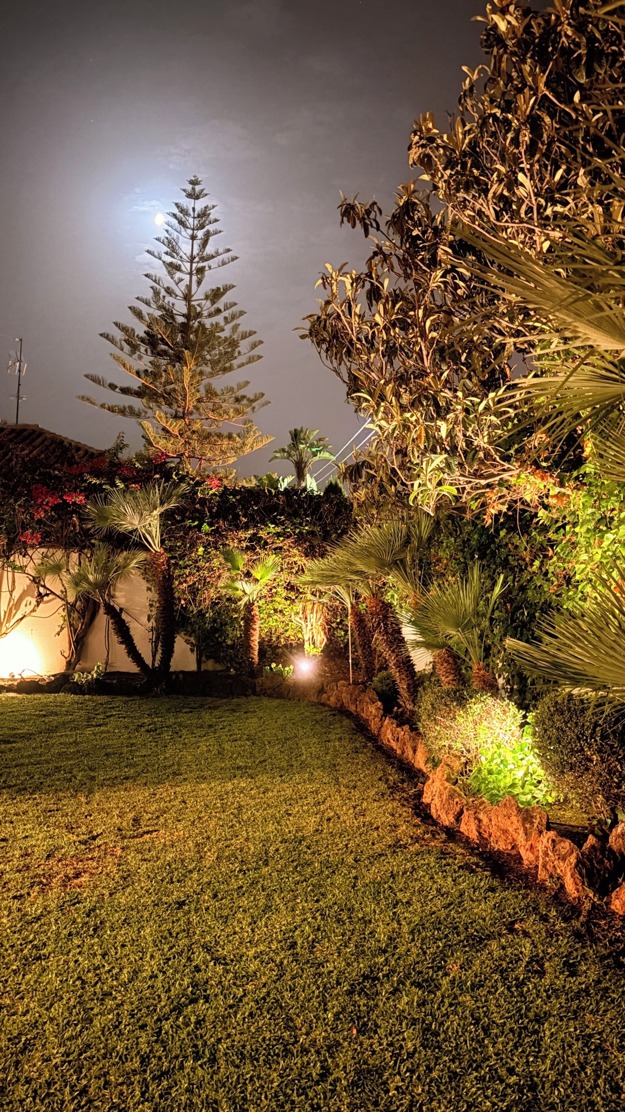 A landscaped garden with a variety of plants and a large tree, illuminated by artificial lighting.