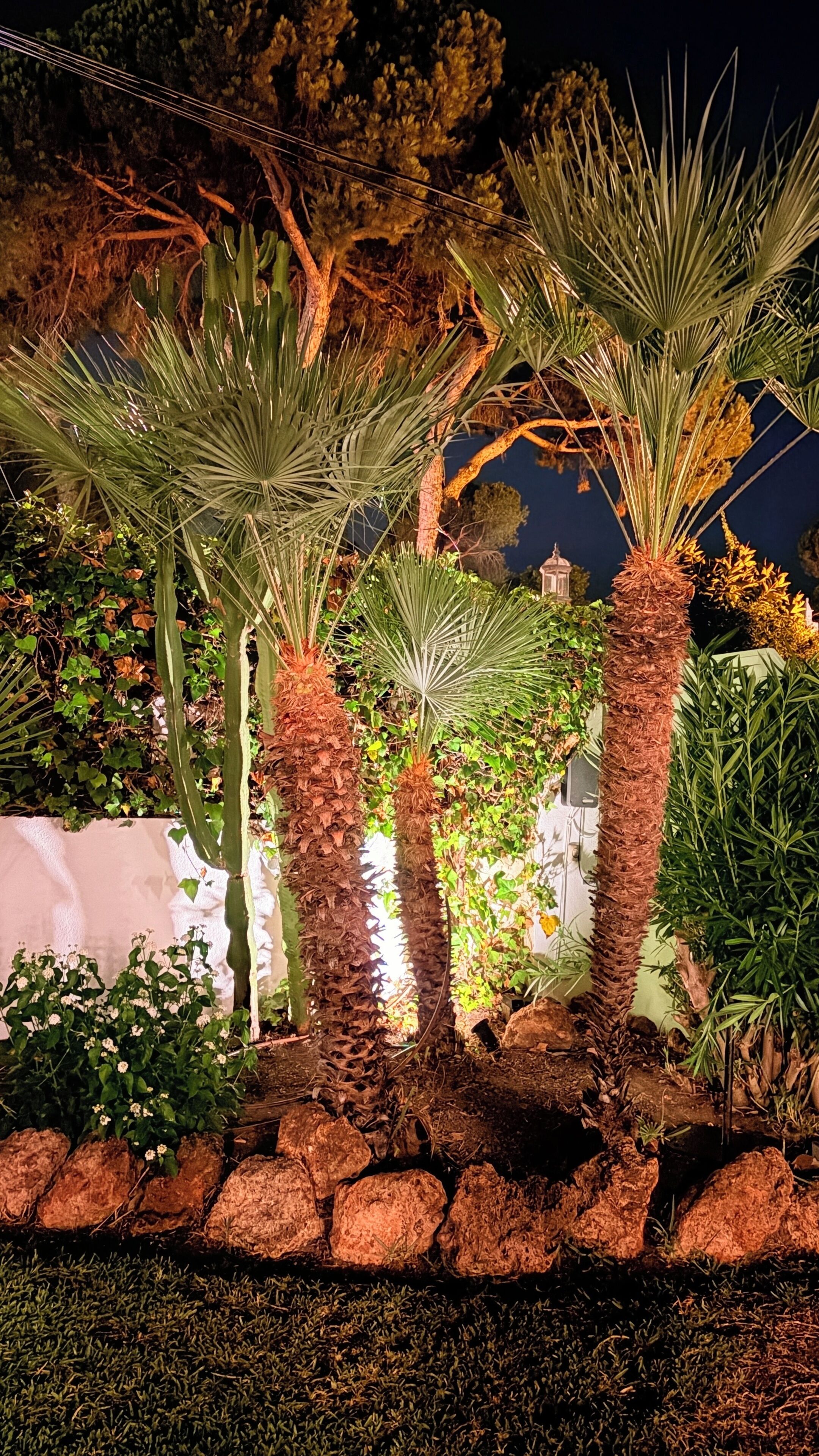 Een tuin 's nachts, met palmbomen en verschillende planten.