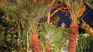 Vista nocturna de un jardín con palmeras y diversas plantas.