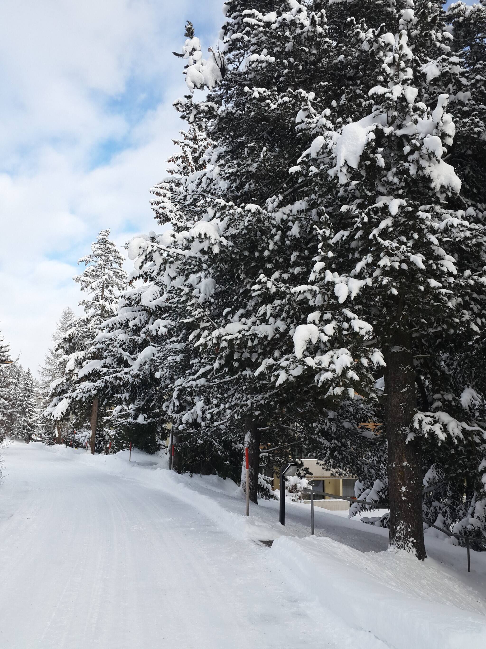 A snow-covered street lined with trees.