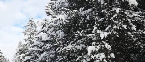 A snow-covered street lined with trees.