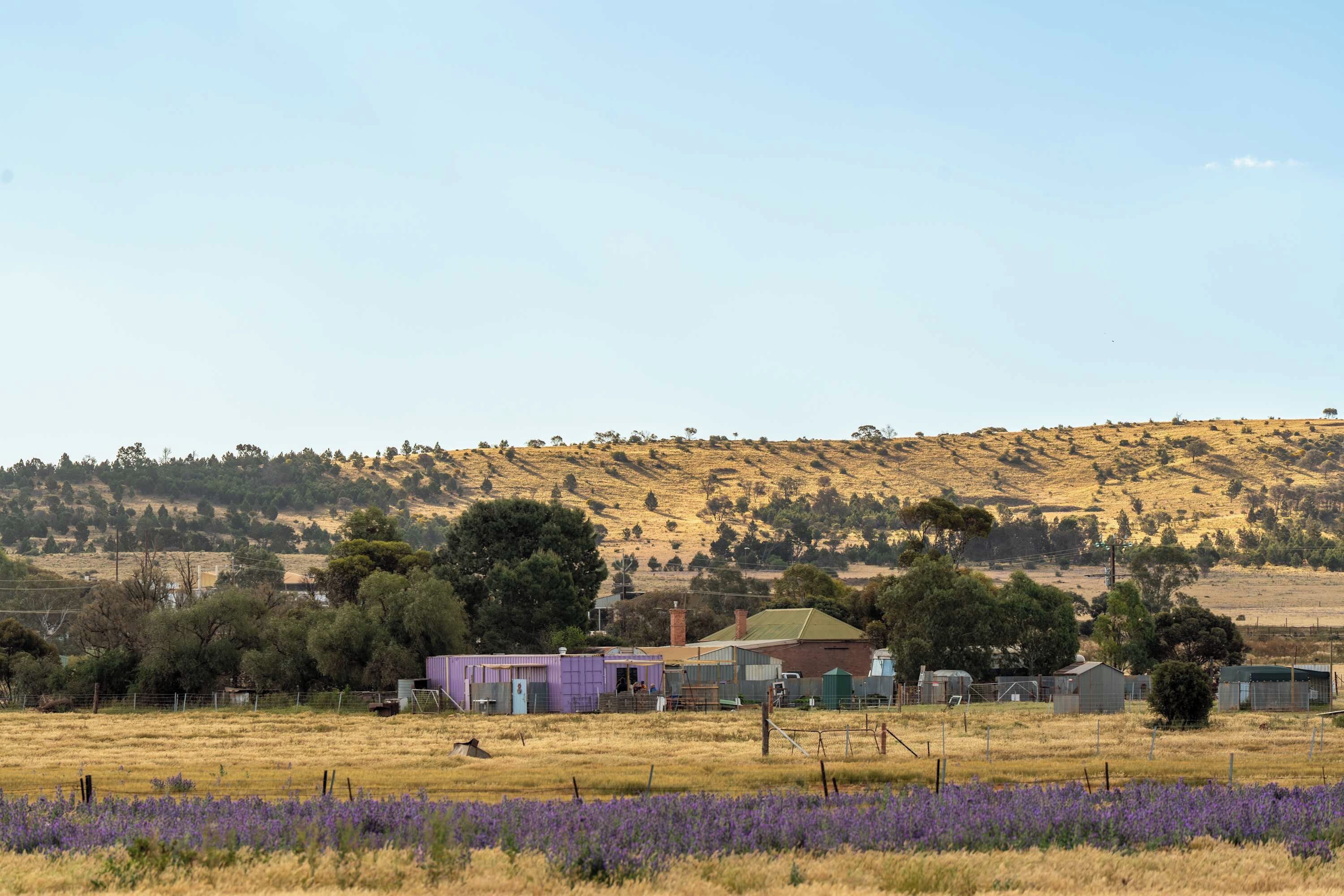 A rural landscape with a field of purple flowers in the foreground, a hill with sparse trees in the background, and a small cluster of buildings with a purple structure in the center.