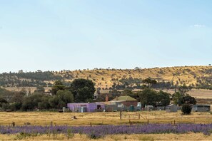 A rural landscape with a field of purple flowers in the foreground, a hill with sparse trees in the background, and a small cluster of buildings with a purple structure in the center. - Alpaca Paddock X by Tiny Away (Peterborough)
