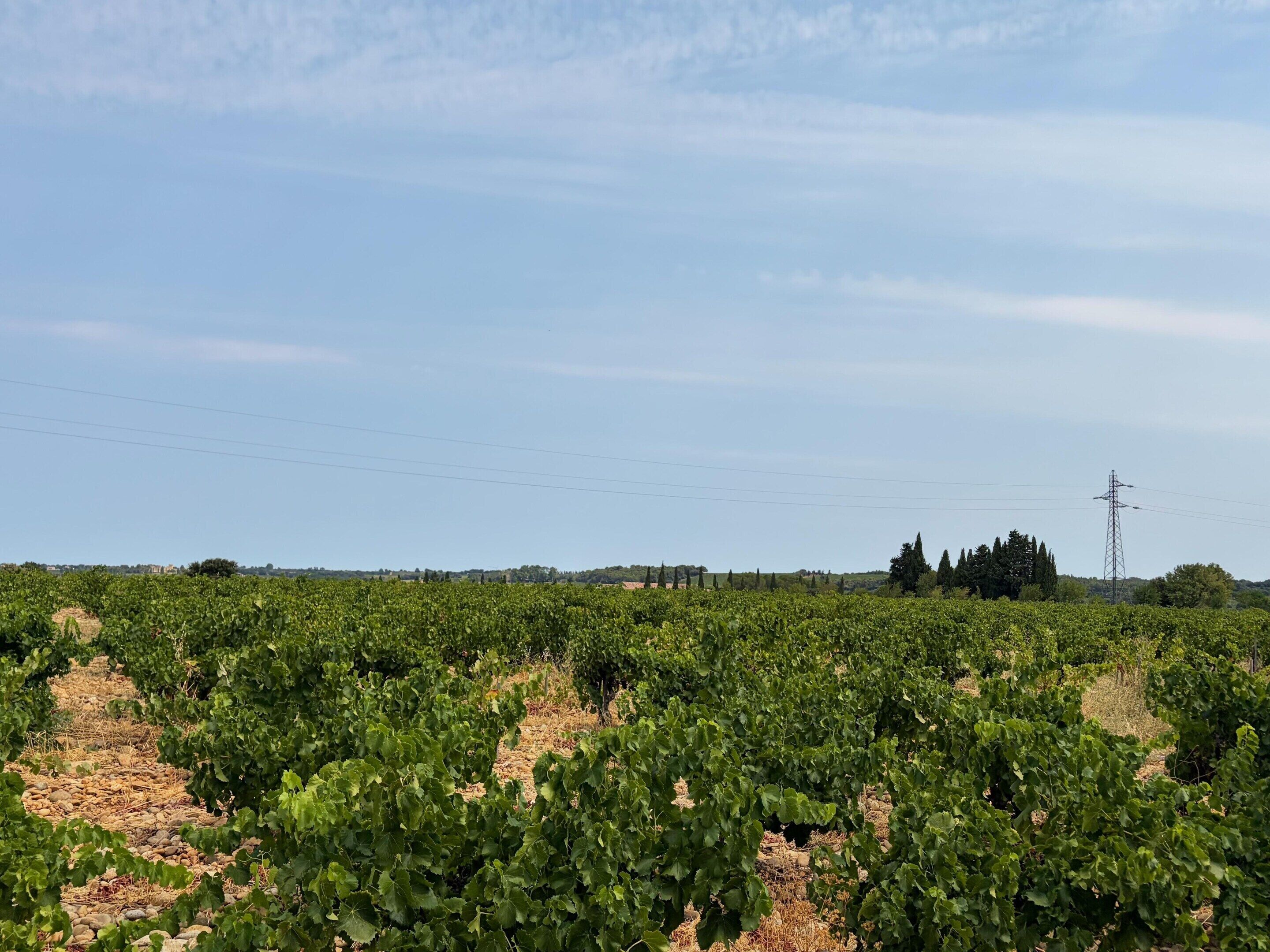 A vineyard with rows of grapevines under a clear sky.