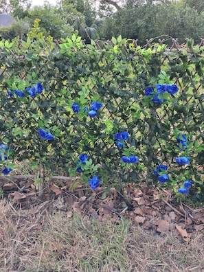 Dettaglio esterni