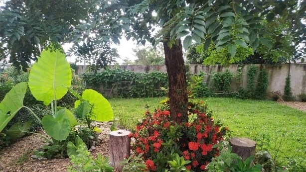 Un jardín con un árbol, flores rojas y un borde de piedra.