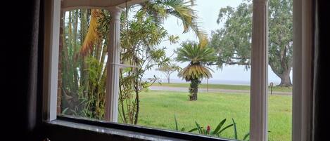 A window with a view of a grassy area, palm trees, and a large tree with a thick trunk.