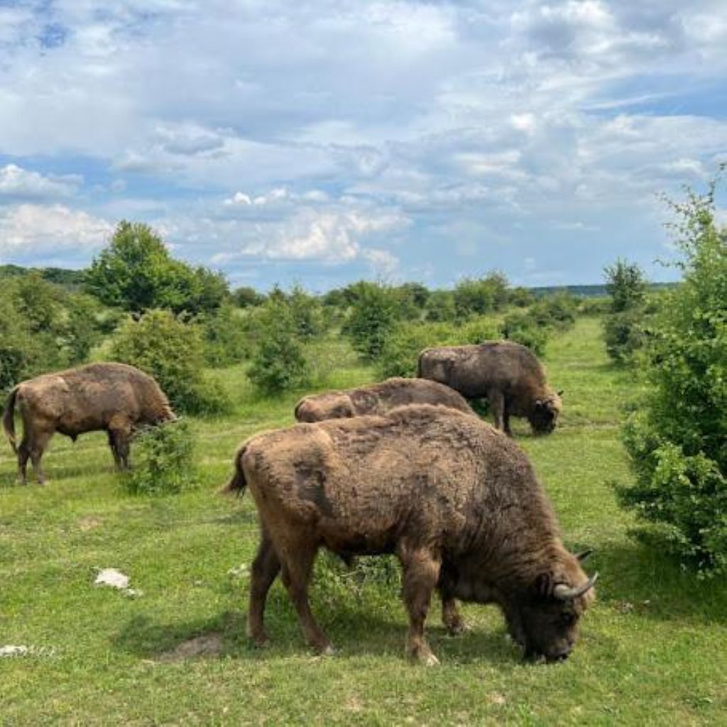Un campo cubierto de hierba con varios bisontes pastando.