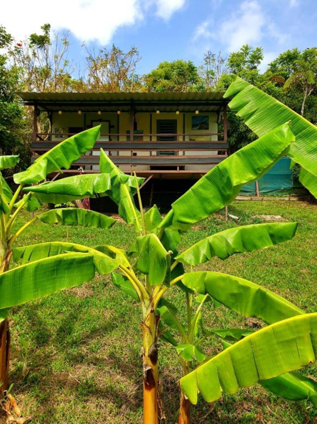 Une maison avec un grand jardin et des bananiers au premier plan.