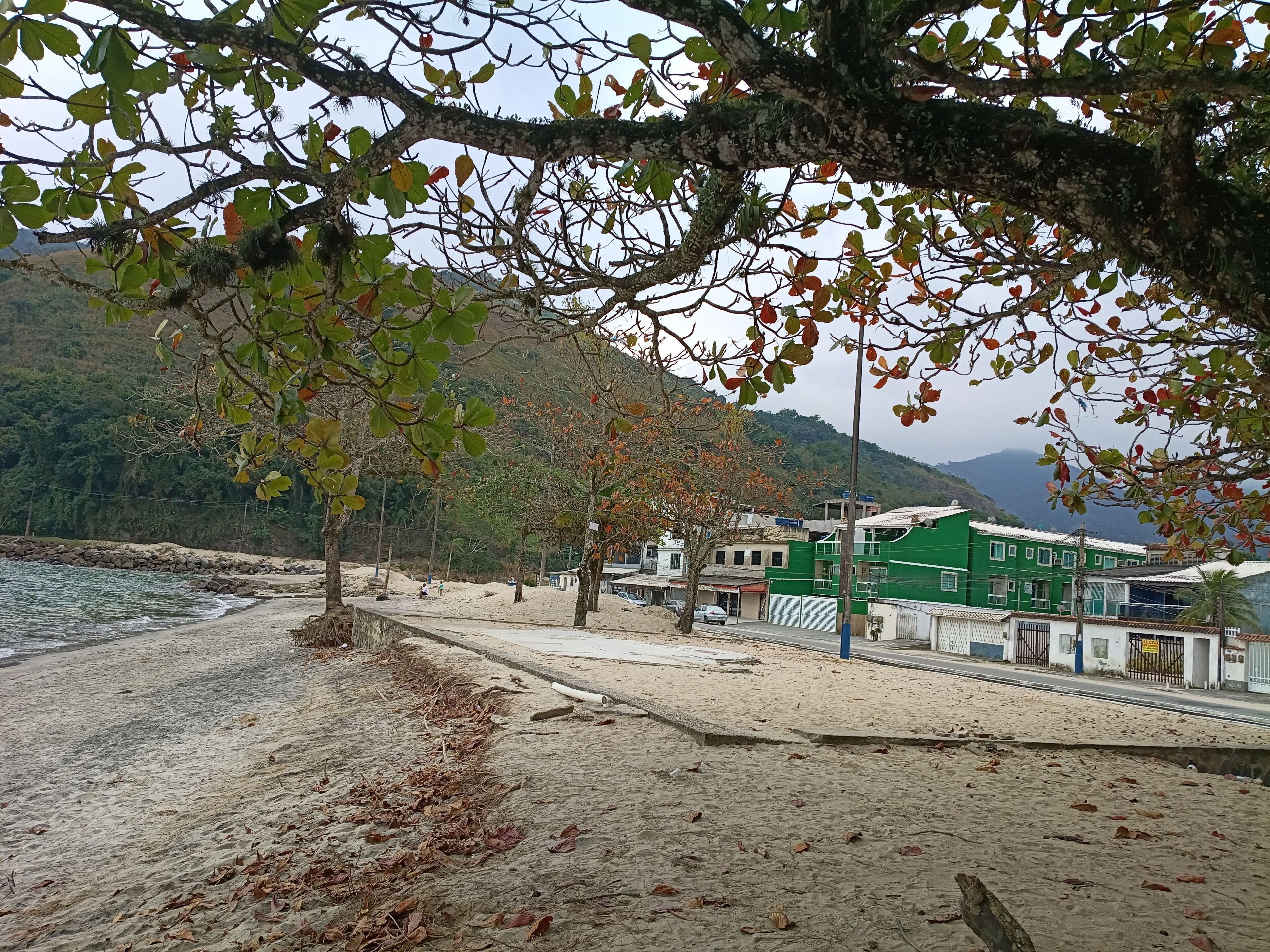 Una playa con una hilera de edificios, algunos con fachadas verdes, y un árbol en primer plano.