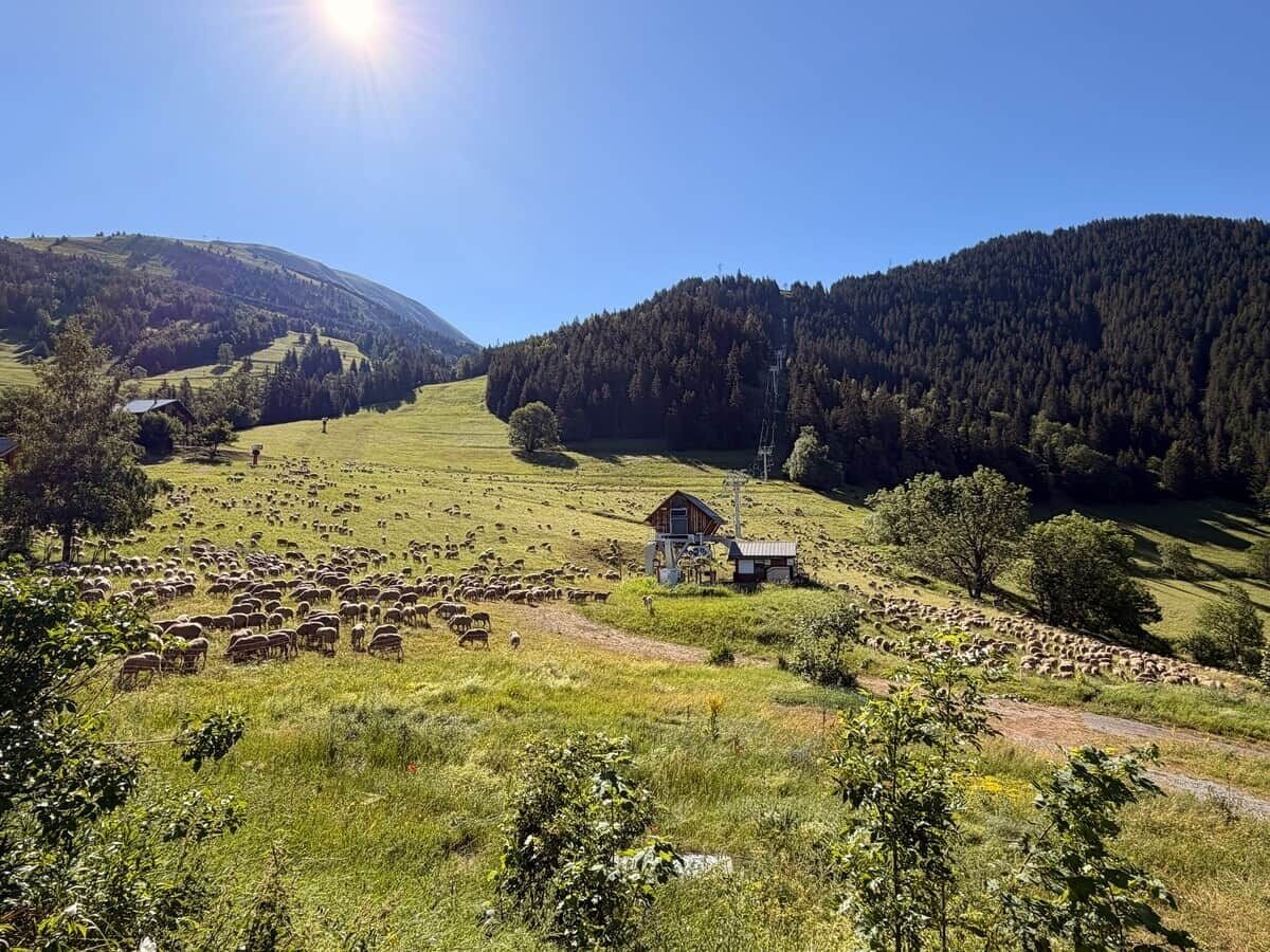 Een landelijk landschap met een kleine houten hut, een kudde schapen en een heldere blauwe lucht.