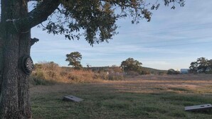 A grassy field with trees and a dartboard mounted on a tree trunk.