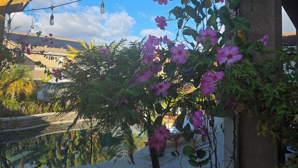 A potted plant with pink flowers in a courtyard.