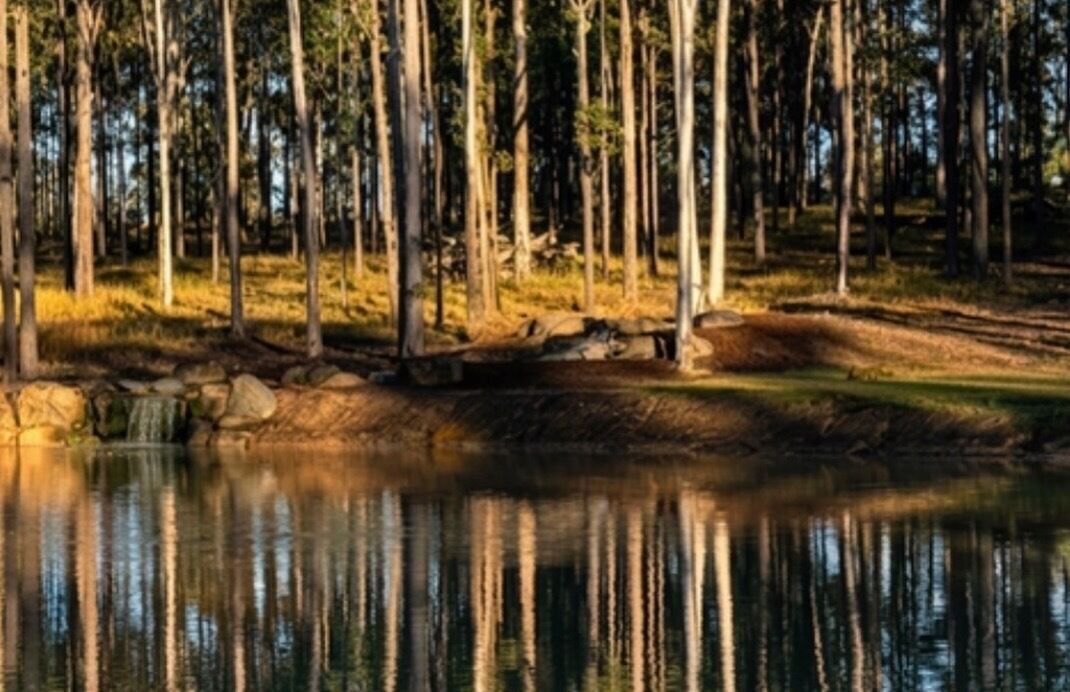 Een bebost gebied met een waterlichaam dat bomen weerspiegelt.