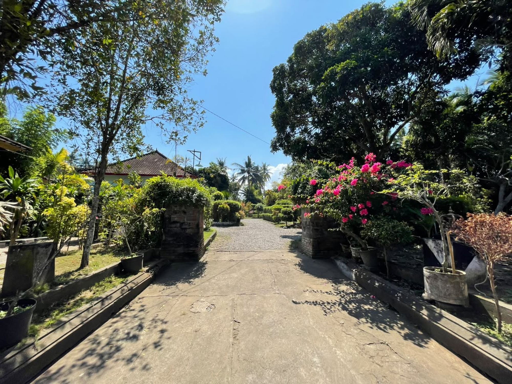 A paved pathway flanked by lush greenery and flowering plants, leading to a traditional house with a tiled roof.