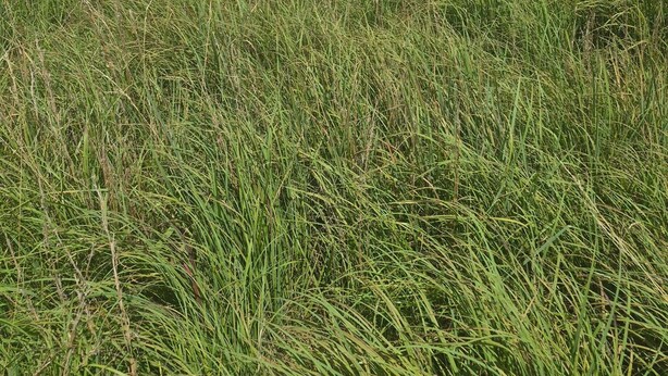A field with tall grass and a water tower in the background.