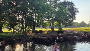 A natural landscape with a water body and a herd of cattle.