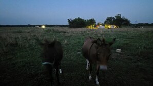 A field with two horses and distant lights, possibly from a farm or rural area.