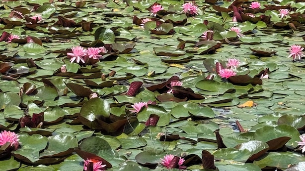 A pond with numerous lily pads and pink water lilies.