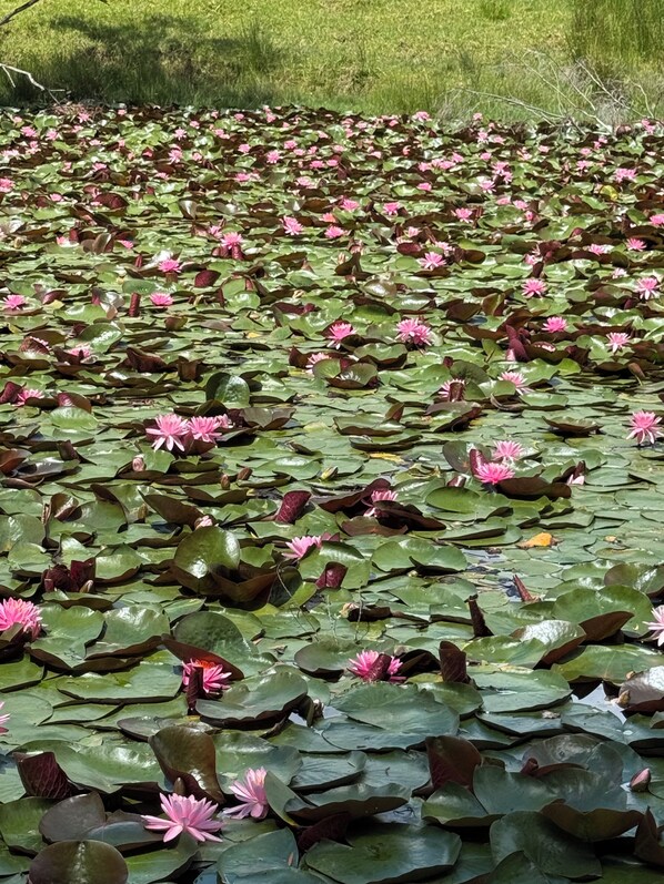 A pond with numerous lily pads and pink water lilies.
