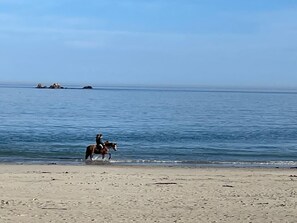 Ein Strand mit einem Pferd und Reiter am Wasserrand.