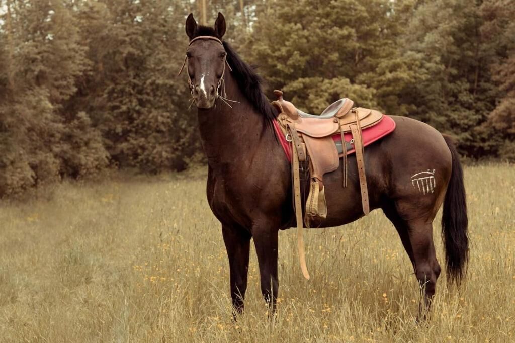 A horse with a saddle and bridle in a grassy field with trees in the background.