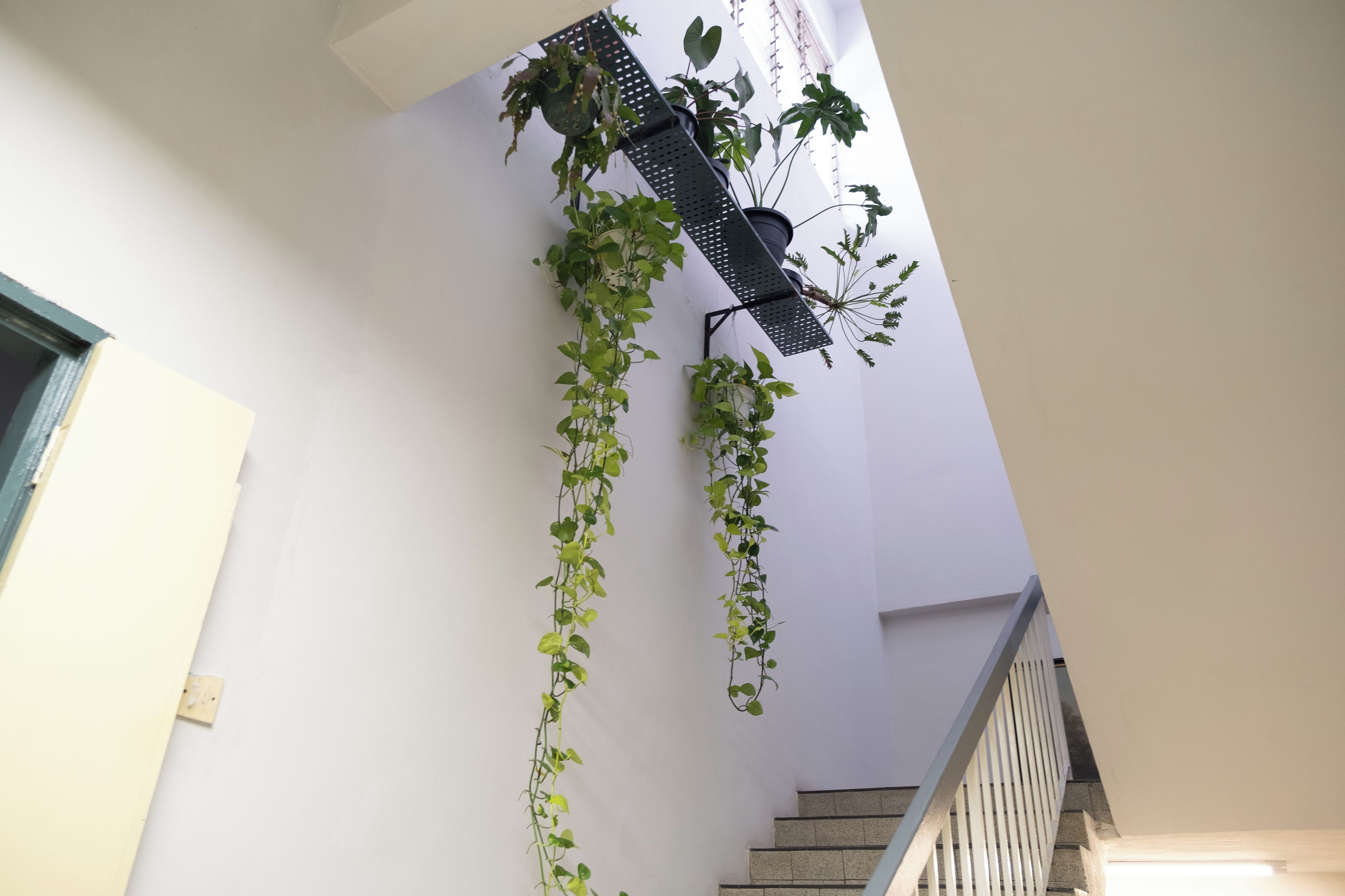 Una escalera con barandilla y una planta en la pared.