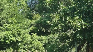 A fenced outdoor area with trees and a wooden structure. - Mas La Fontaine de Pernes, les pieds dans la Sorgue, piscine, 12p, 6ch, 5sdb (Pernes-les-Fontaines)