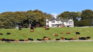 Une grande maison avec de nombreuses fenêtres et une pelouse où paissent des vaches.