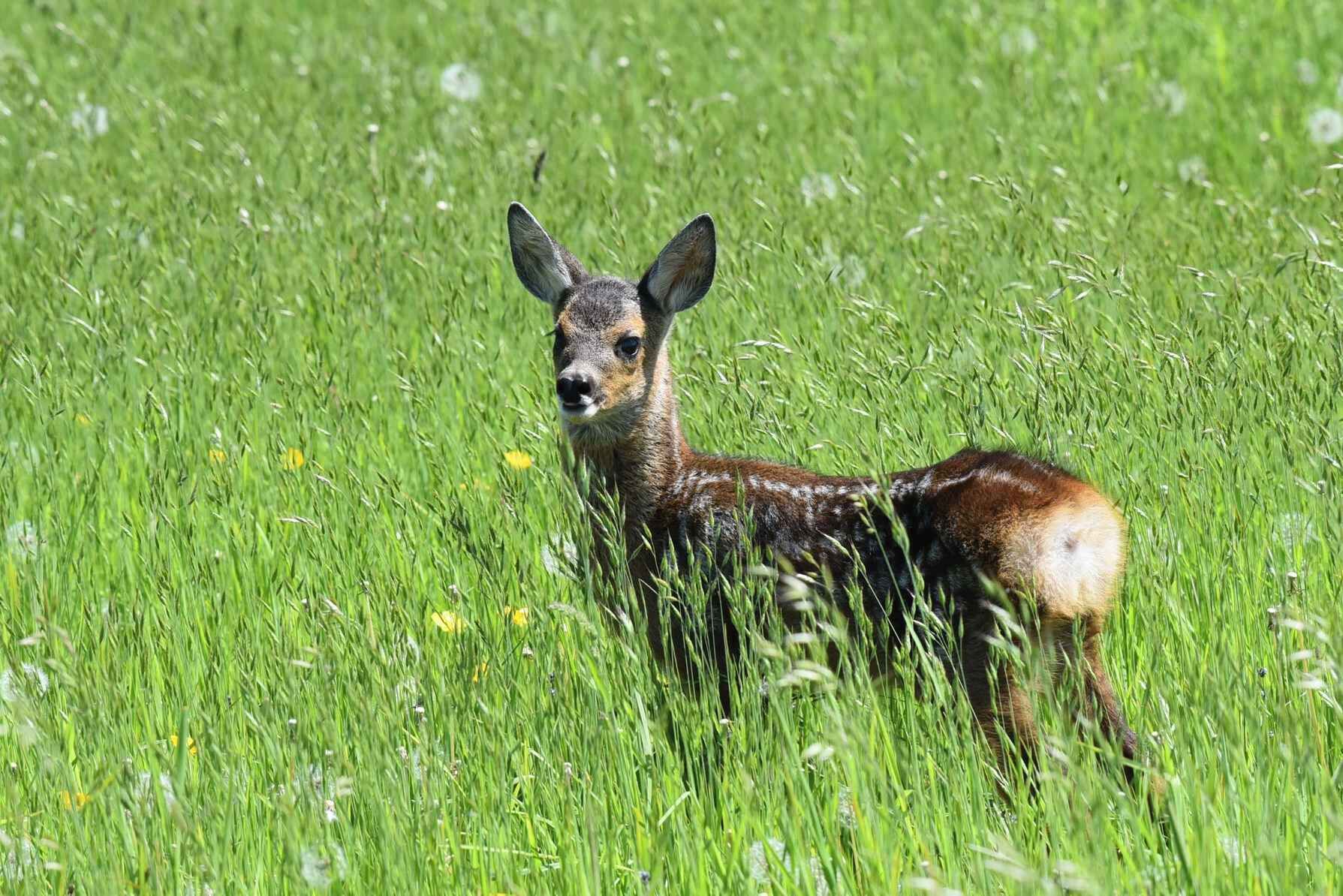 A deer in a grassy field.