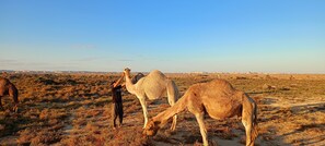 Miscellaneous - 2-Day White Desert Safari Adventure ,Camping, Crystal Mountain & Stargazing (Bawiti)