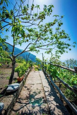 A vineyard pathway with rows of grapevines, a stone walkway, and a mountainous backdrop. - 8th-century dwelling near Positano (Nocelle)