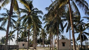 A pathway lined with palm trees leading to a building with a small window.