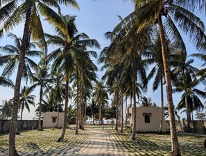A pathway lined with palm trees leading to a building with a small window.