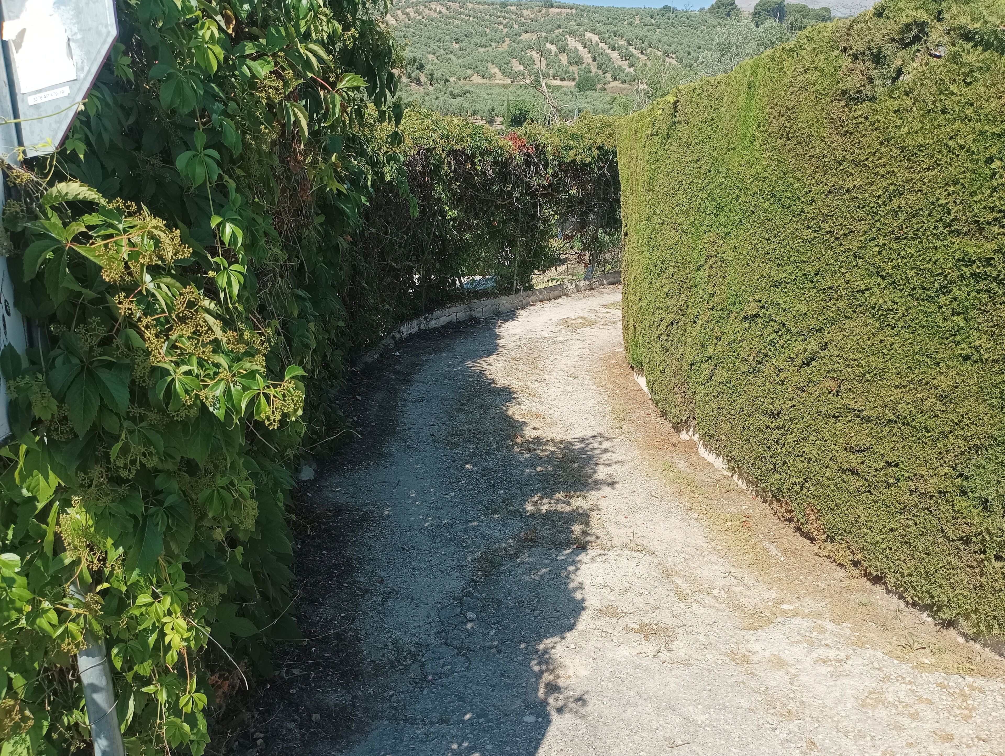 Um caminho de cascalho ladeado por vegetação densa e uma sebe bem aparada.
