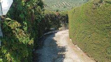 A gravel path flanked by dense foliage and a neatly trimmed hedge.