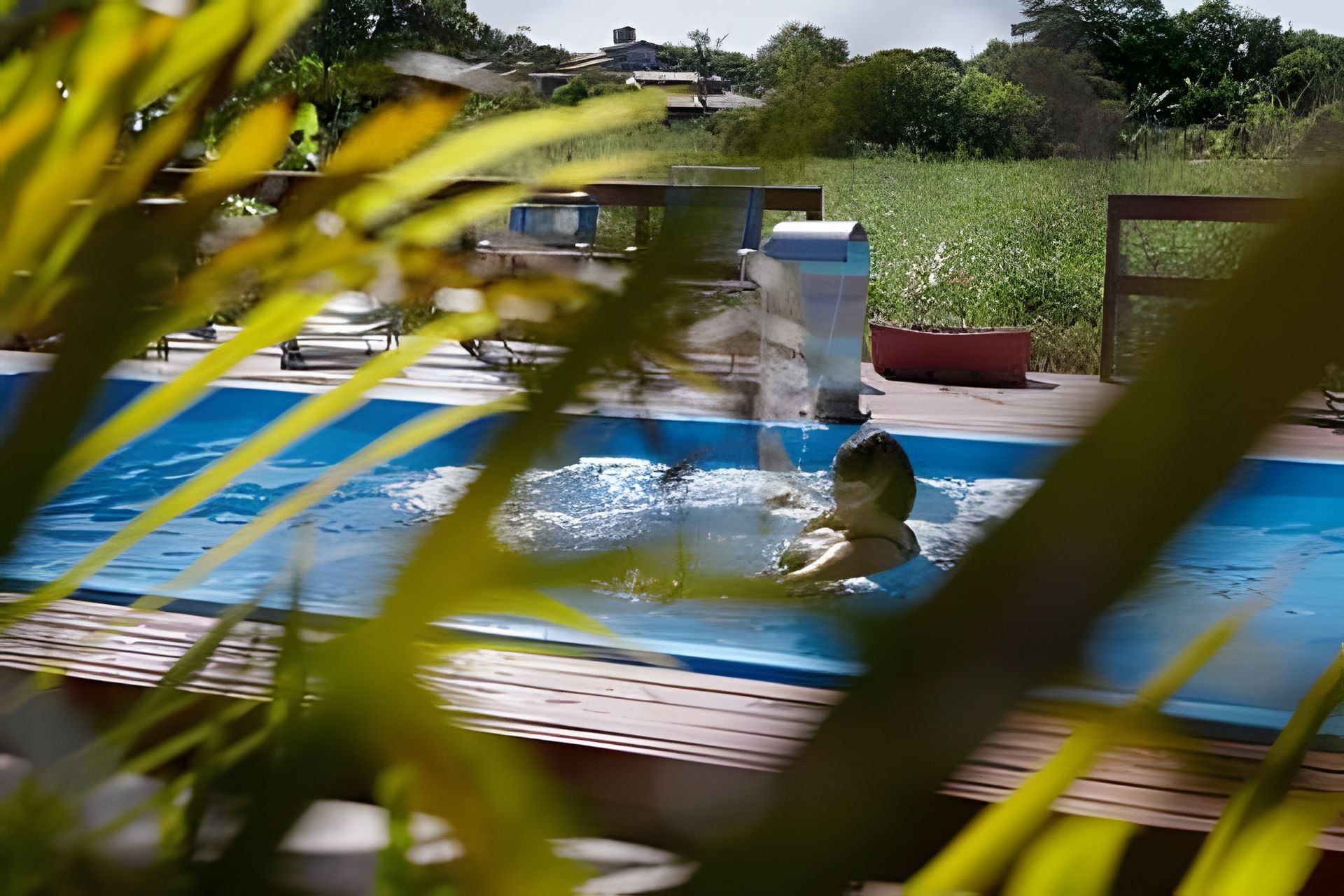 A swimming pool with a person in the water, surrounded by greenery and a building in the background.