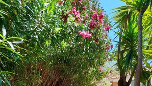 A stone pathway leading through a garden with various plants and a palm tree. - A retreat for relaxation and nature. (Ascea)