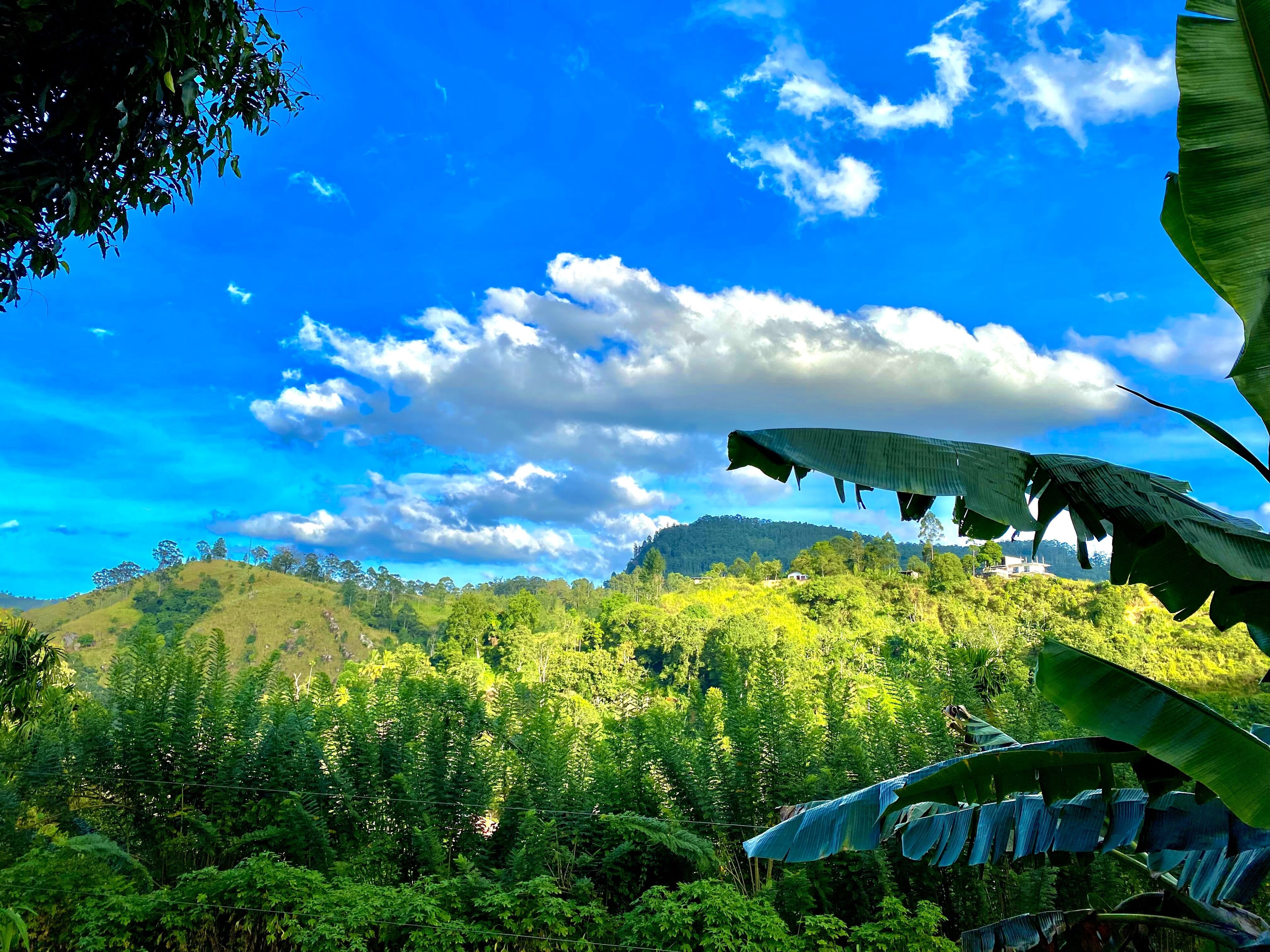 Un paisaje verde y exuberante con cielo despejado y una colina al fondo.