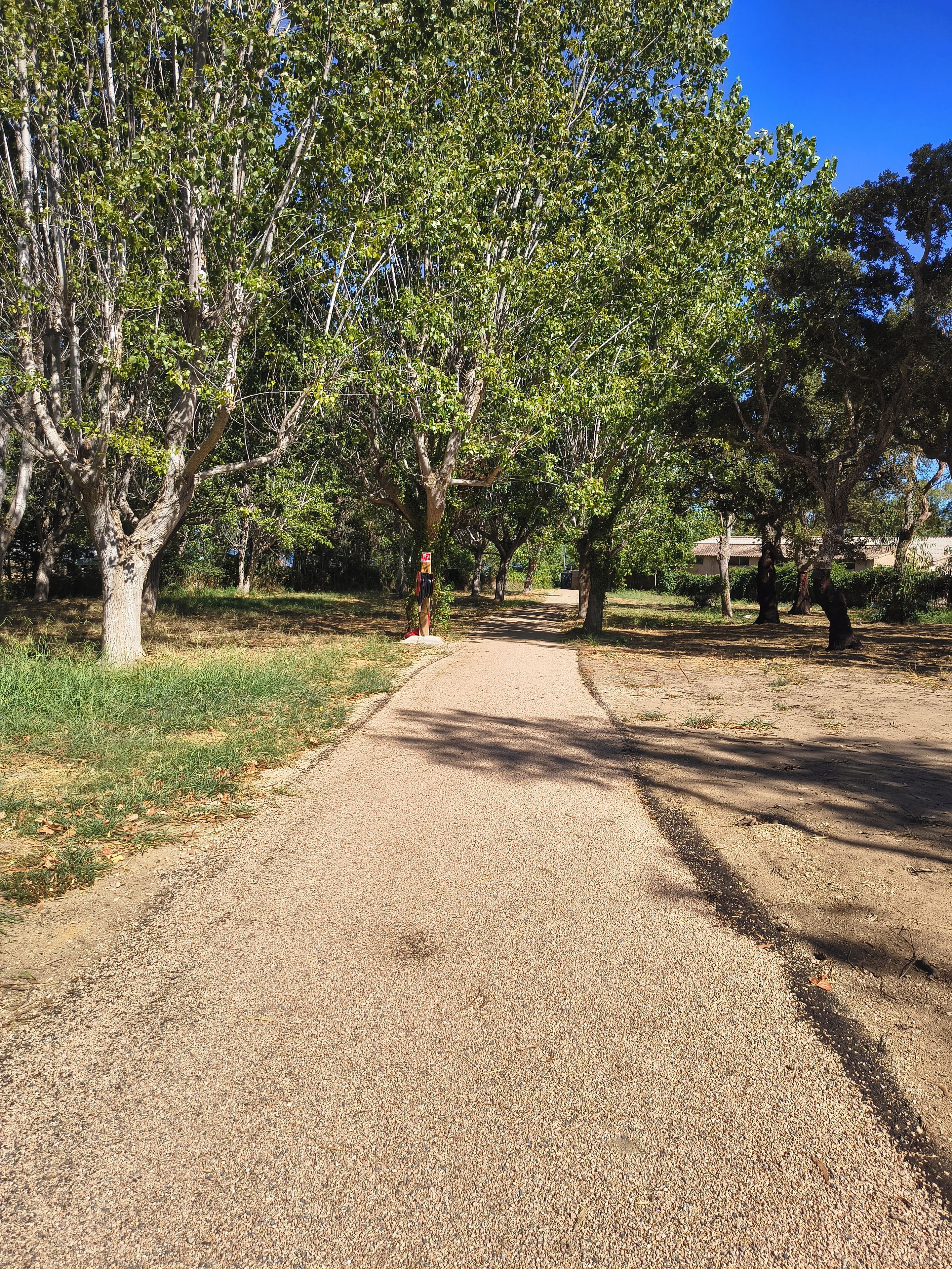 A gravel path flanked by trees in a park setting.