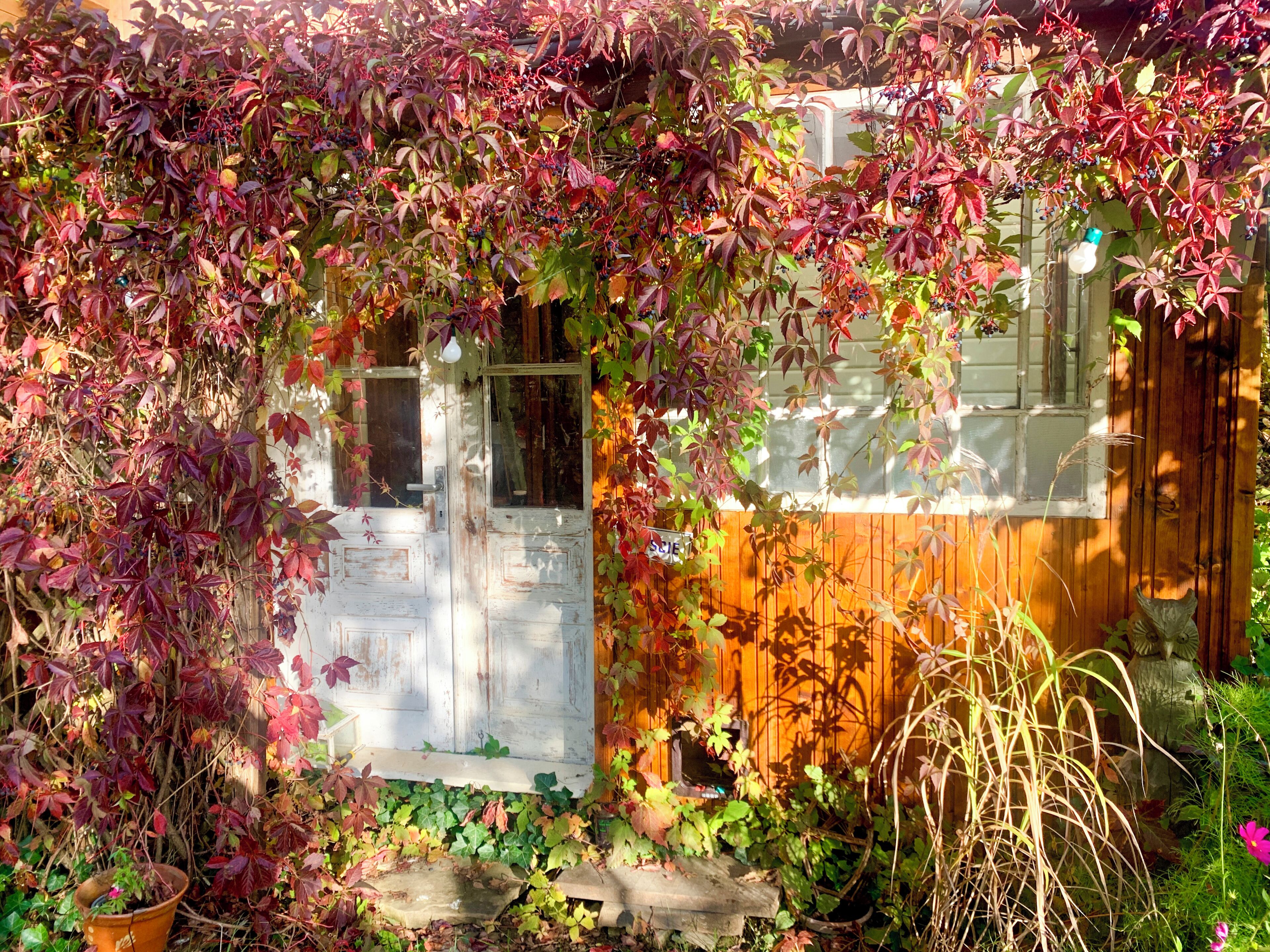 A wooden door partially covered by climbing plants with red leaves.