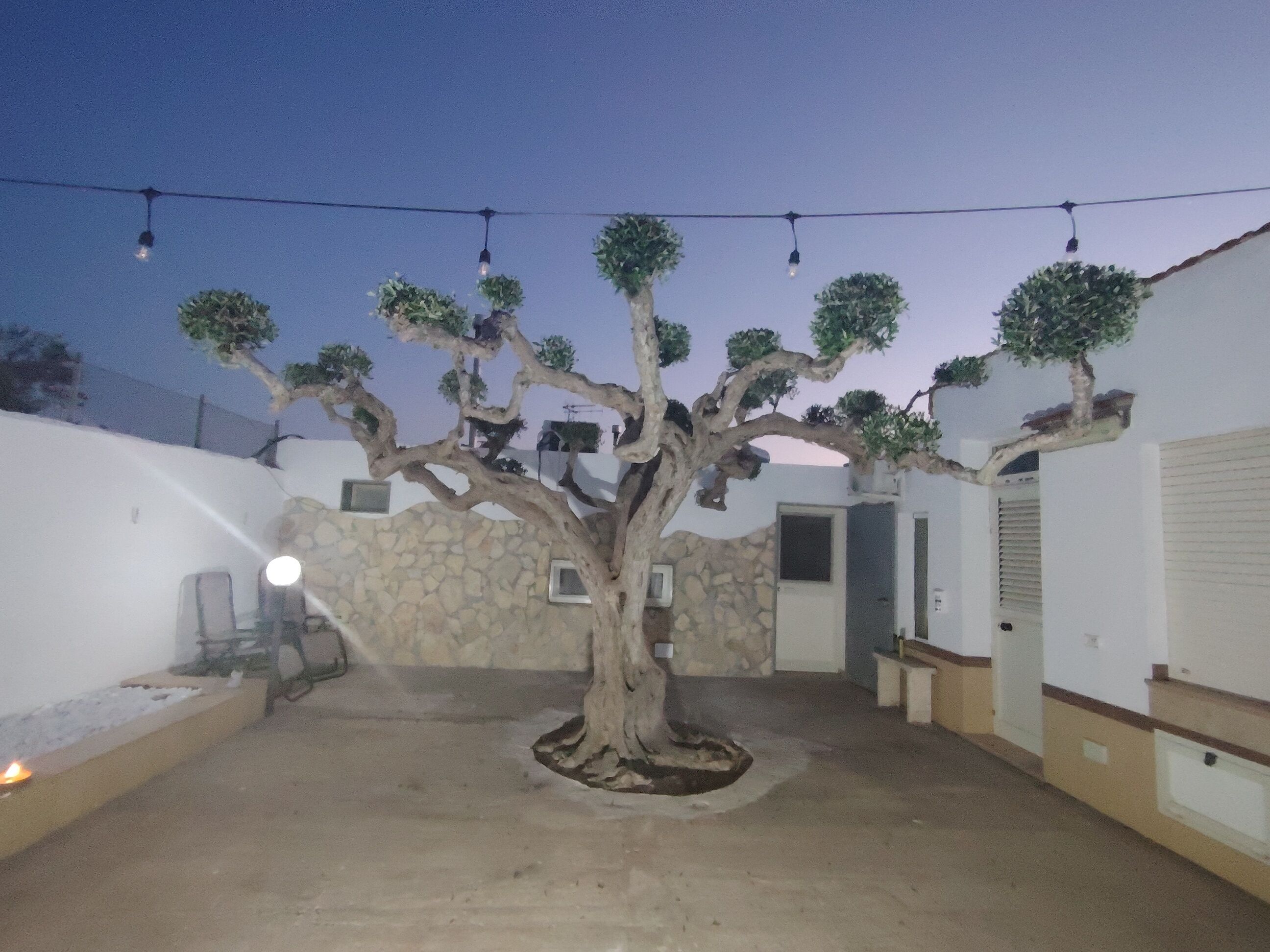 A tree in a courtyard with a stone wall and a door.