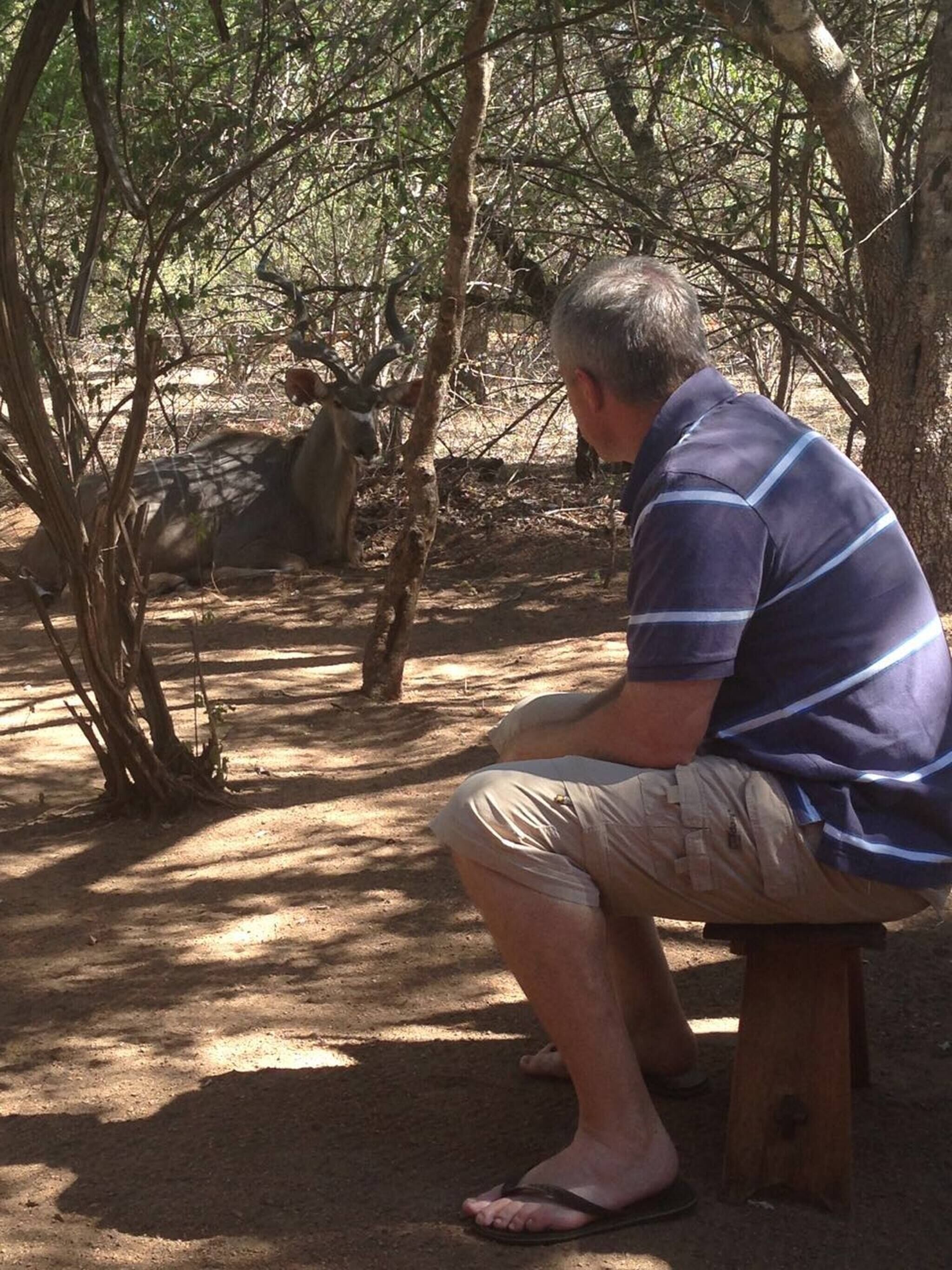 Uma pessoa sentada num banco numa área arborizada, com árvores e uma vaca ao fundo.