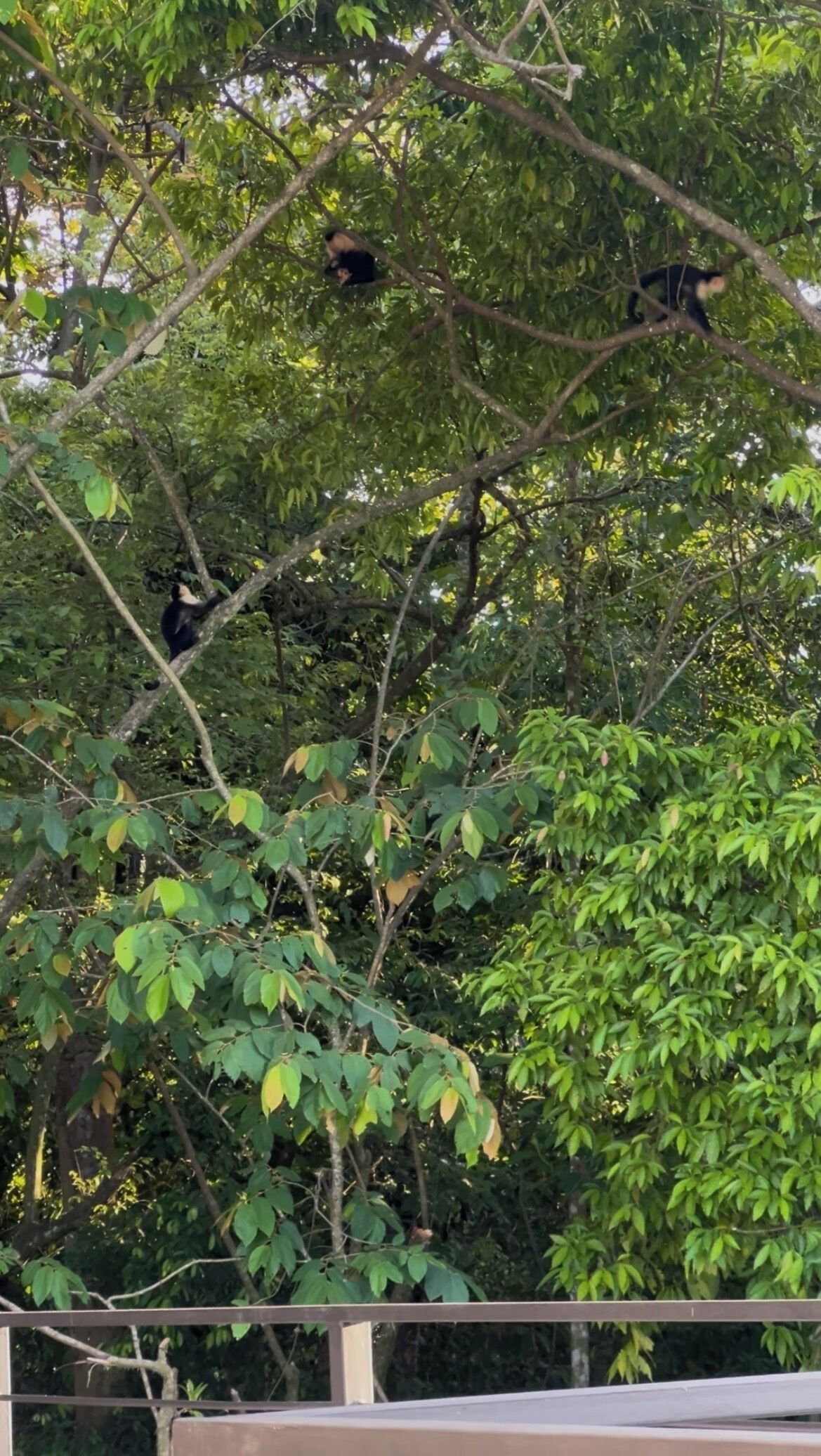 Un árbol de follaje denso y una barandilla metálica en primer plano.