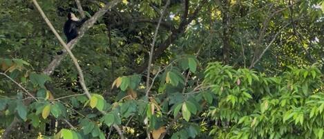 Un árbol de follaje denso y una barandilla metálica en primer plano.
