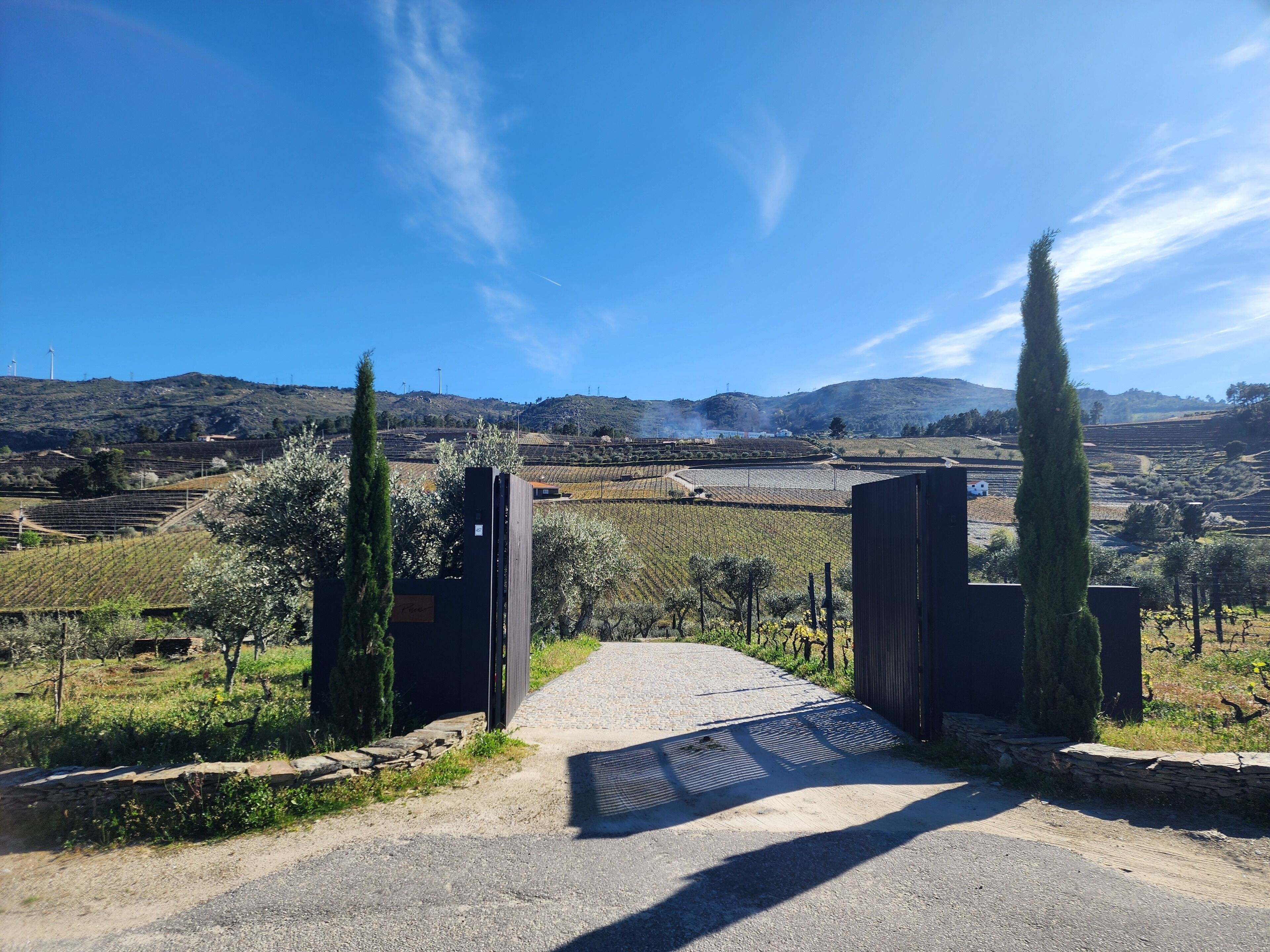 A vineyard with a gravel path leading to a gate.