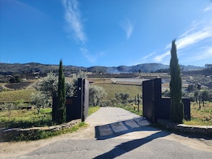 A vineyard with a gravel path leading to a gate.